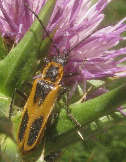 Flying Beetle Identification Chart