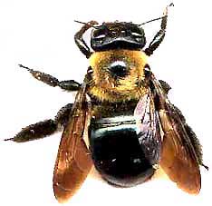 Large Carpenter Bee