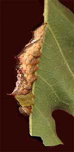caterpillar looking like a brown leaf-spot