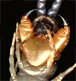 head of a Scolopendromorpha, Scolopendra viridis