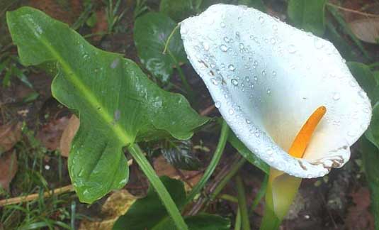 Calla, ZANTEDESCHIA AETHIOPICA, Alcatraz in Spanish