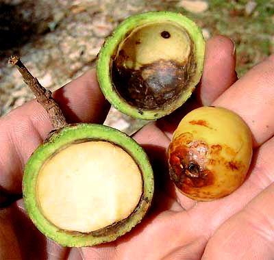 wild avocados, Persea cf. shiedeana