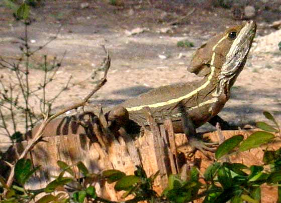 Striped Basilisk, BASILISCUS VITTATUS