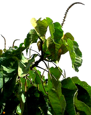 Palo de Sangre or Sangre de Drago, Croton draco