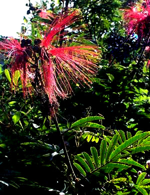 CALLIANDRA HOUSTONIANA