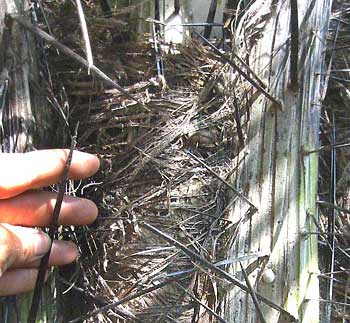 ACROCOMIA ACULEATA, Coyol