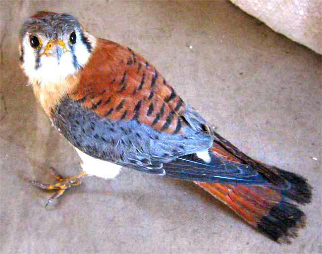 American Kestrel, FALCO SPARVERIUS, tropicalis group