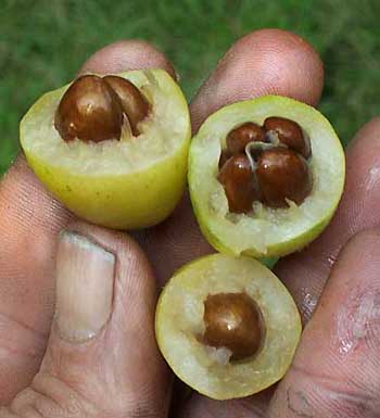 Loquat fruits, Níspero, ERIOBOTRYA JAPONICA 