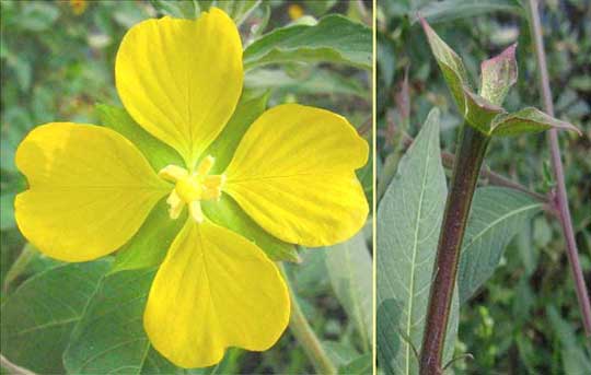 Water-primrose, or Seedbox, genus LUDWIGIA