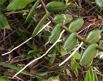 Epidendrum radicans