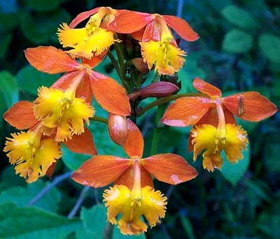 Epidendrum radicans