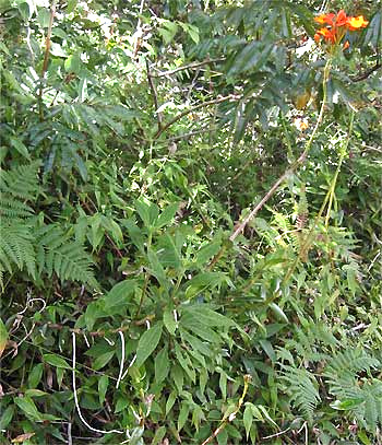 Epidendrum radicans