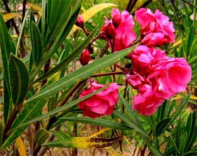 Oleander, Nerium oleander