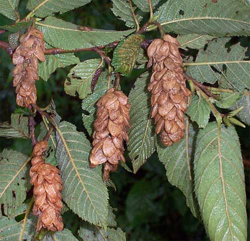 Guatemalan Hophornbeam, OSTRYA VIRGINIANA ssp. GUATEMALENSIS