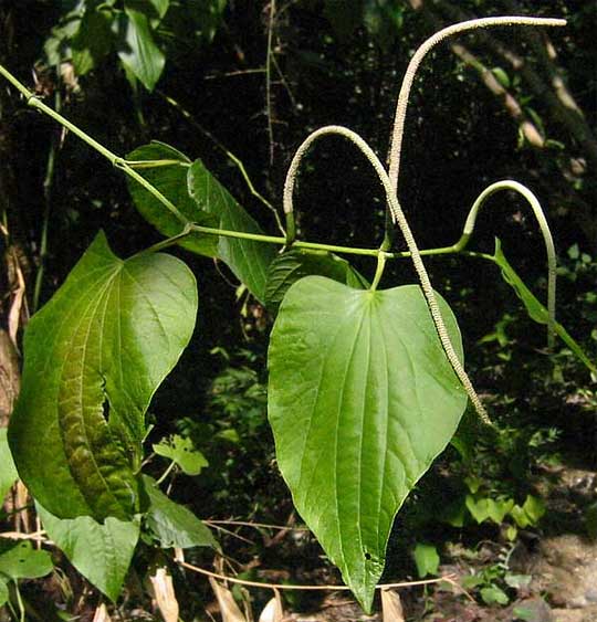 PIPER MARGINATA