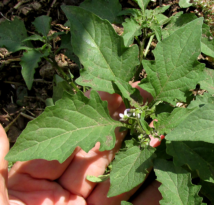 SOLANUM AMERICANUM, Black Nightshade, leaves with lobes