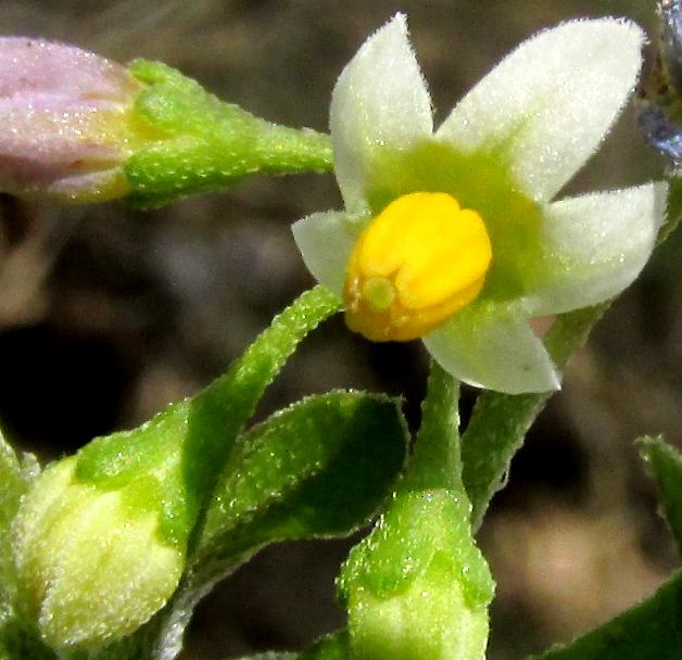 SOLANUM AMERICANUM, Black Nightshade, flower from front