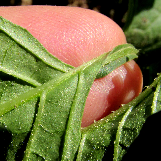 SOLANUM NIGRESCENS, Black Nightshade, leaf underside