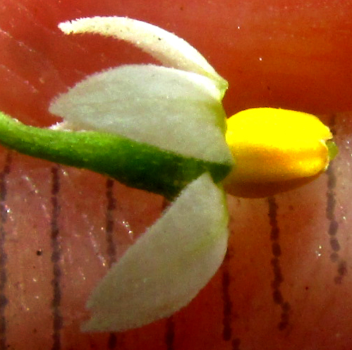 SOLANUM NIGRESCENS, Black Nightshade, flower from side, with ruler in millimeters