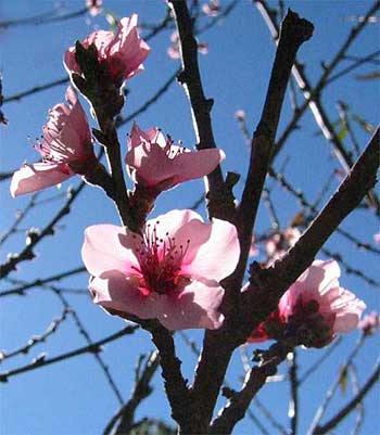 peach blossoms