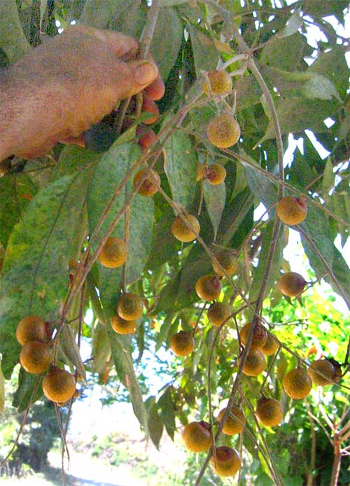 Soapberry, SAPINDUS SAPONARIA