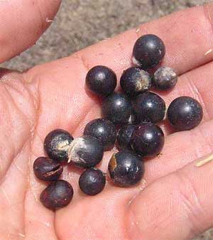 seeds of Soapberry, SAPINDUS SAPONARIA