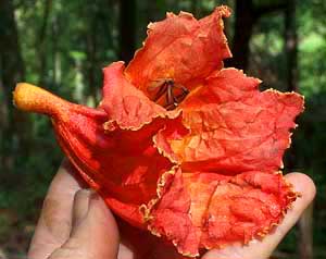 Flower of Spathodea campanulata