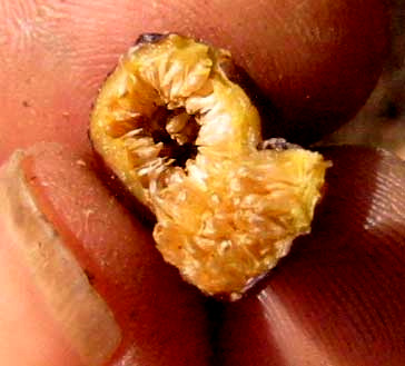 Strangler fig fruit