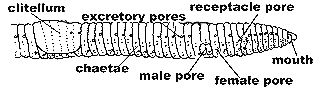 earthworm body parts