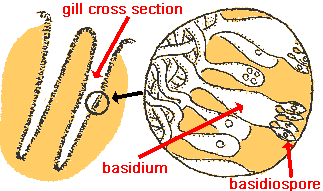 club fungi life cycle