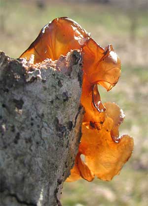 Jelly Fungus