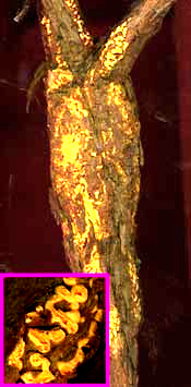 Fusiform Rust, Cronartium quercuum f. sp. fusiforme