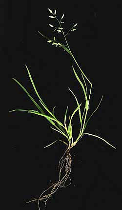 Annual Bluegrass, Poa annua