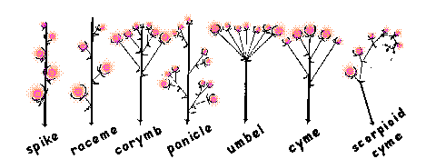 INFLORESCENCE TYPES