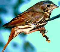 Fox Sparrow, Passerella iliaca, Copyrighted photo by Dan Sudia