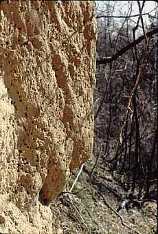 bee holes in a vertical loess bluff face