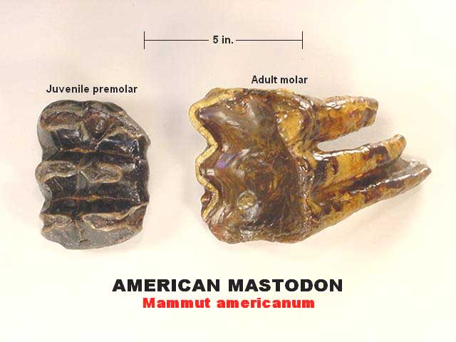 molars of American Mastodon found by Lonnie & Freida Looper in gravel bars along the Mississippi River, near Glen Allen, Mississippi