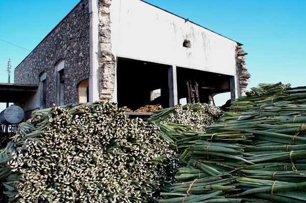 henequen mill for removing fibers