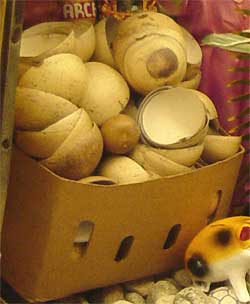 jícaras, bowls made from the fruit of the Calabash Tree, Crescentia cujete