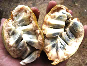 ripe anona fruit