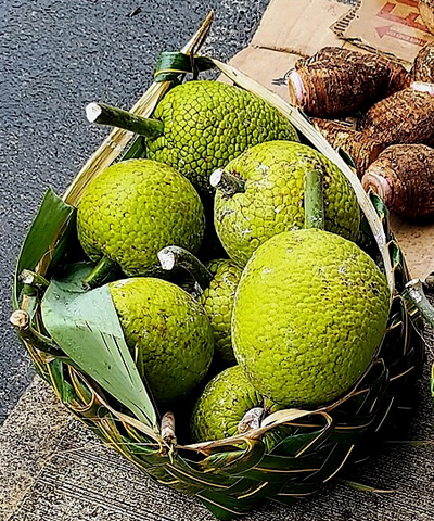 arbol de pan, breadfruit