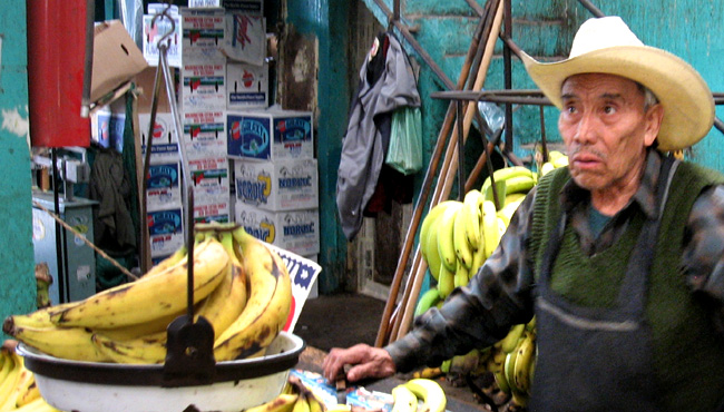 banana-tree rootstock (corms)