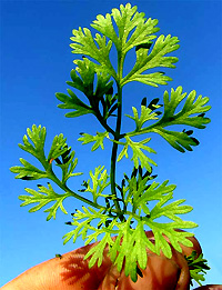 sprig of cilantro