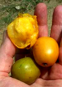 Yellow Spanish Plum