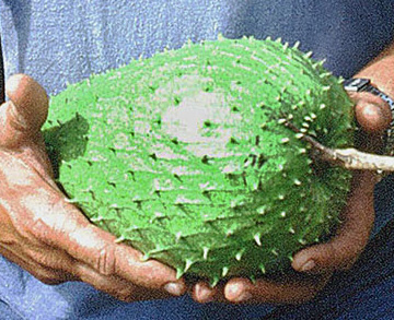 Guanábana, or Soursop -- Annona muricata