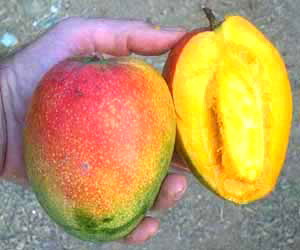 Kent Mango