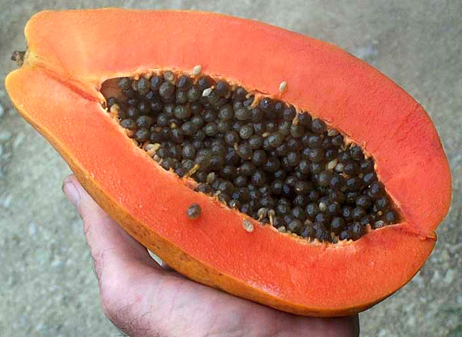 Papaya, image by Scott Bauer, courtesy of USDA Agricultural Research Service