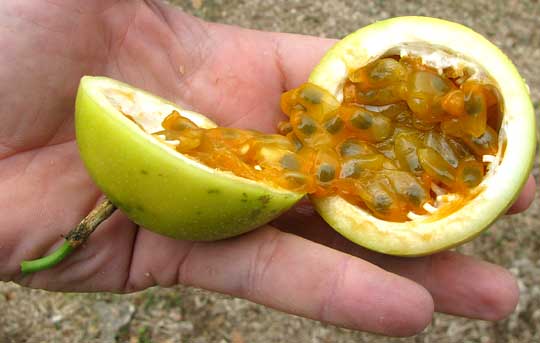 Passion Fruit