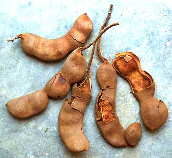 tamarind,tamarindo,tamarindus indica