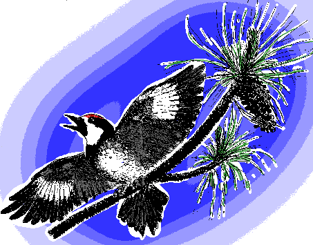 Acorn Woodpecker, Melanerpes formicivorus